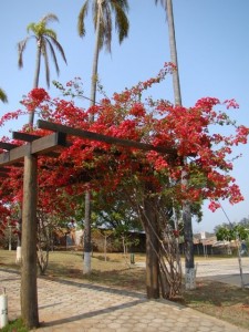 Parque das Águas - Campinas/SP